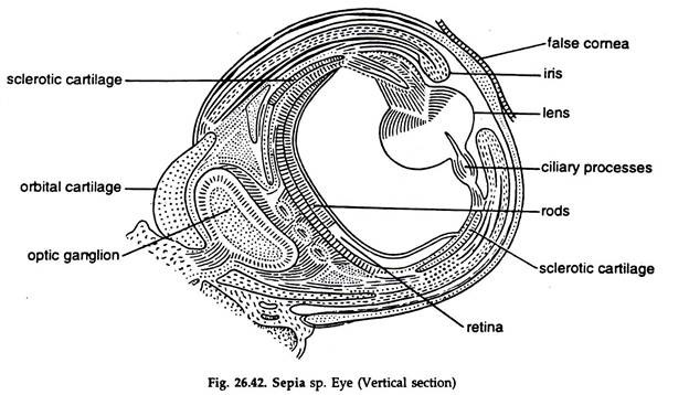 Sepia sp. Eye
