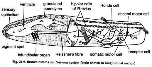 Branchiostoma sp. Nervous System