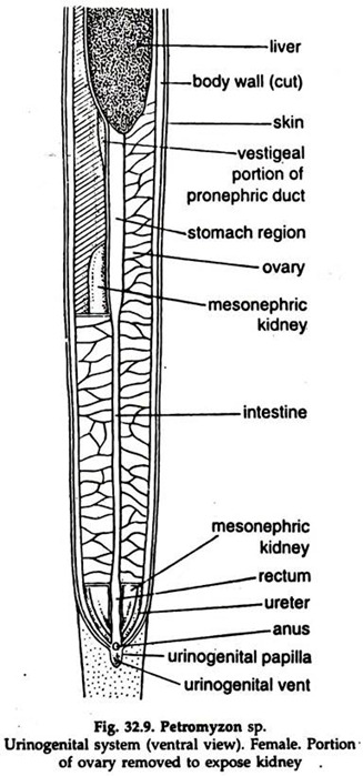 Petromyzon sp. Urinogenital System