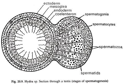 Hydra sp. Section through a Testis
