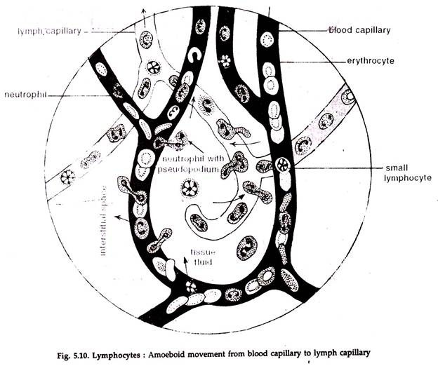 Tissues Found in Animals | Zoology