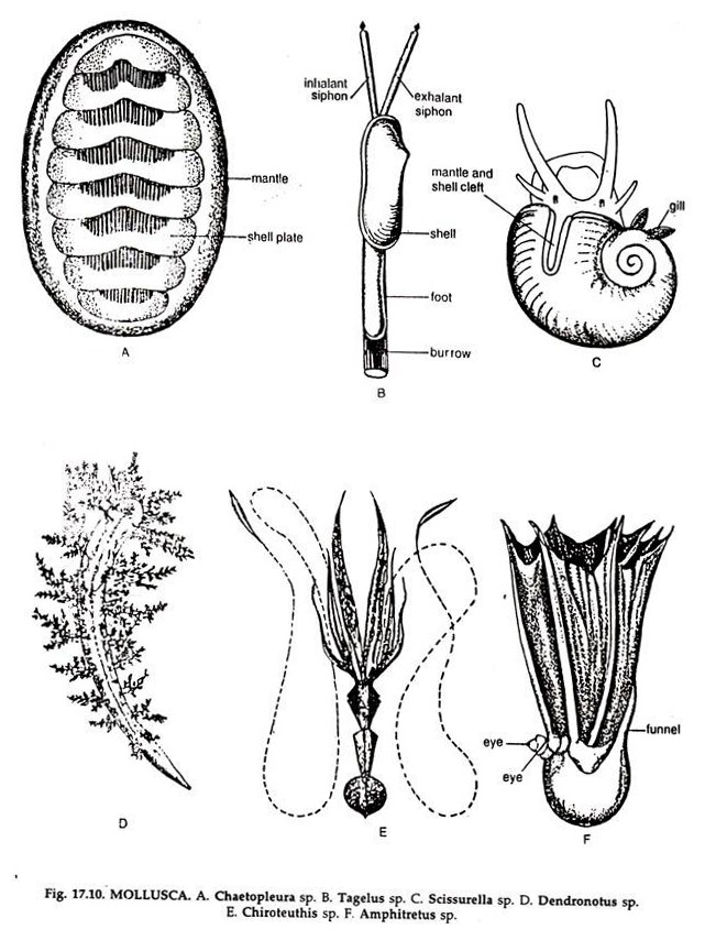 MOLLUSCA