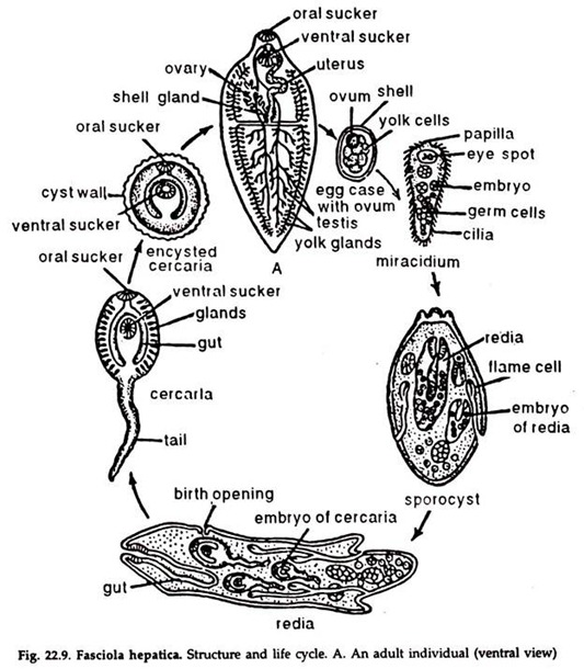 Fasciola Hepatica. Structure and Life Cycle
