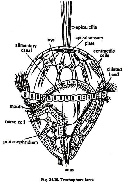 Trochophore Larva