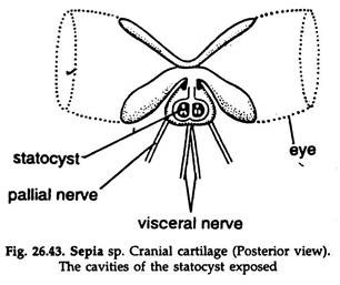 Sepia sp. Cranial Cartilage