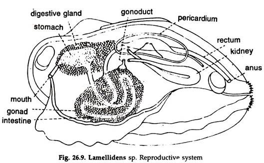 Lamellidens sp. Reproductive System