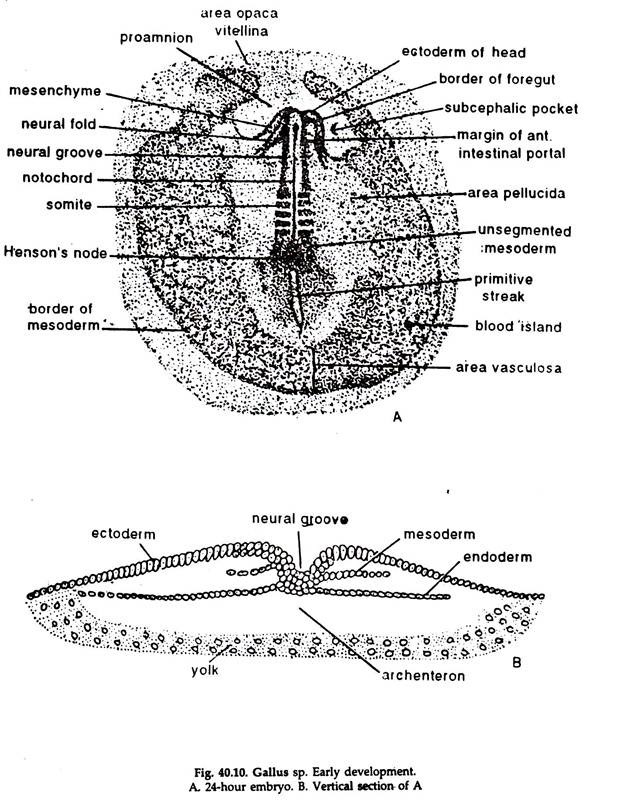 Gallus