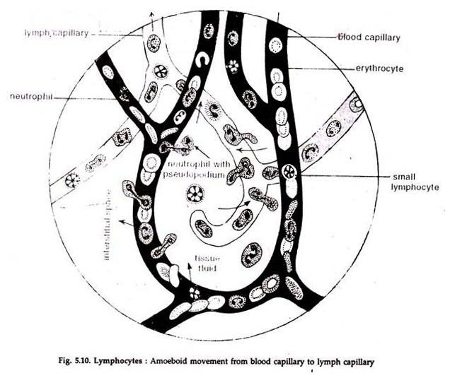 Lymphocytes