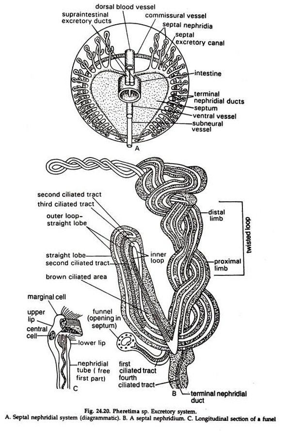 Septal Nephridial System