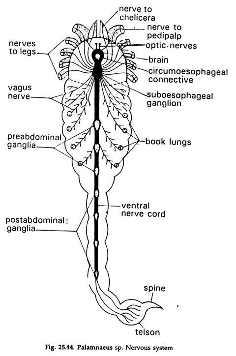 Palamnaeus sp. Nervous System
