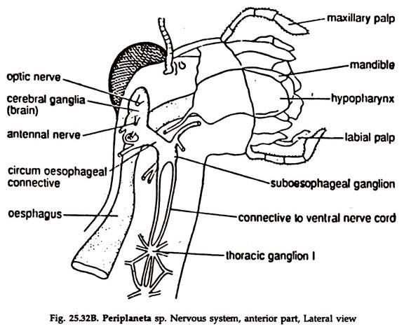 Periplaneta sp. Nervous System, Anterior Part, Later View