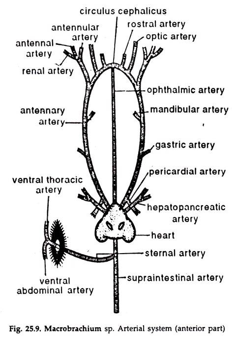 Macrobrachium sp. Arterial System