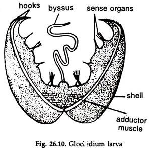 Glochidium Larva