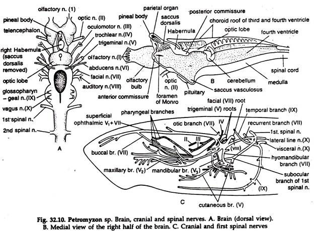 Petromyzon sp. Brain, Cranial and Spinal Nerves