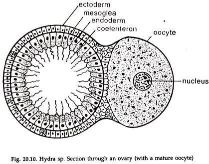 Hydra sp. Section through a Ovary