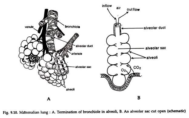 Mammalian Lung 
