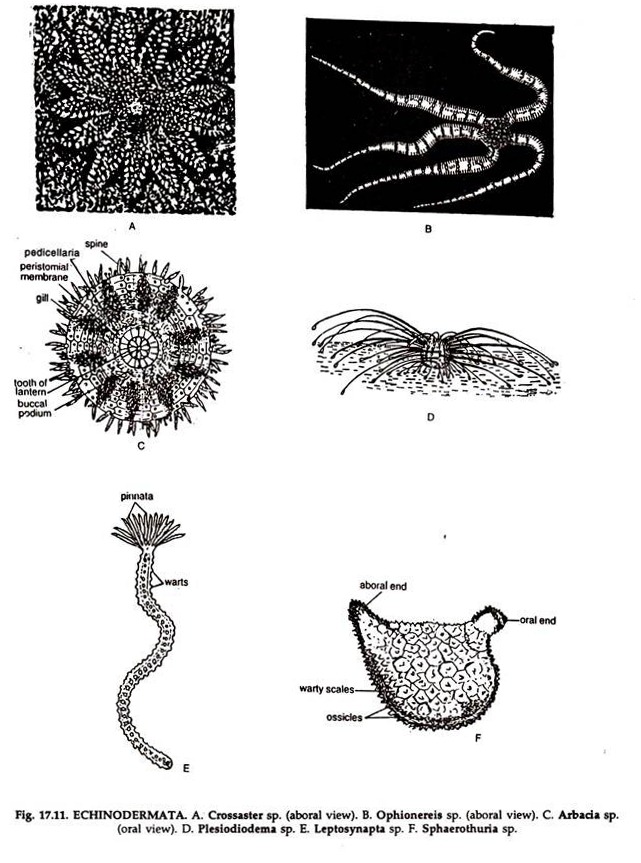 ECHINODERMATA