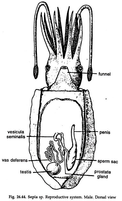 Sepia sp. Reproductive System Male