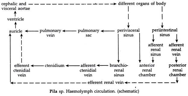 Pila sp. Haemolymph Circulation