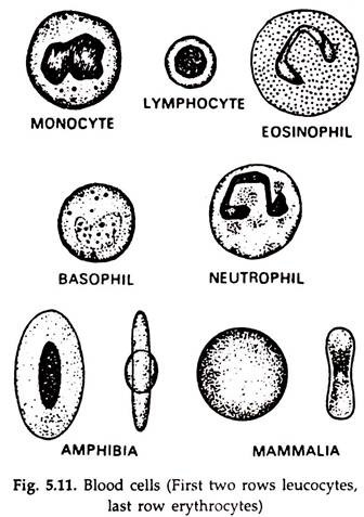 Blood Cells