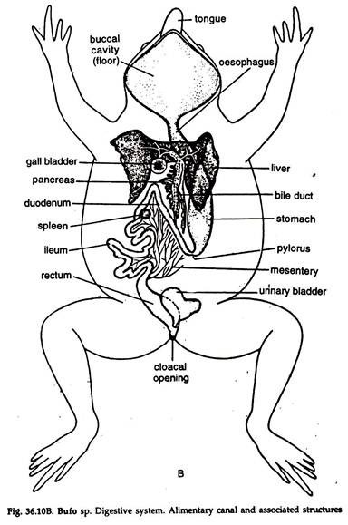 The bullfrog tadpole gastrointestinal tract. Gut regions: glandularae;