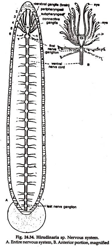 Hirudinaria sp. Nervous System