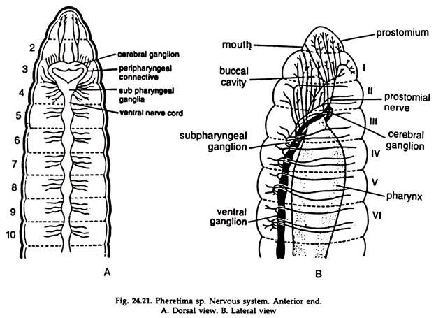 Pheretima sp. Nervous System