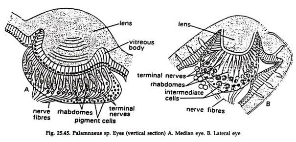 Palamnaeus sp. Eye