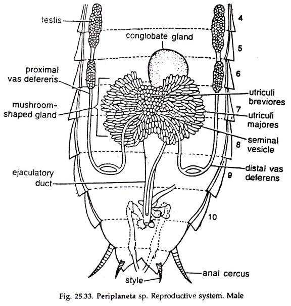 Periplaneta sp. Reproductive System Male