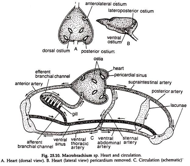 Macrobrachium sp. Heart and Circulation