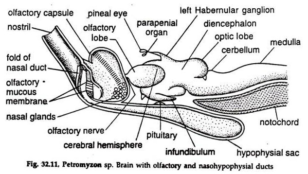 Petromyzon sp. Brain