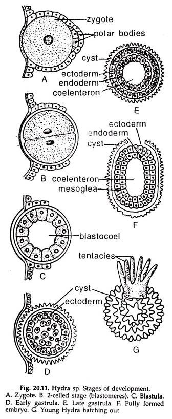 Hydra sp. Stages of Development