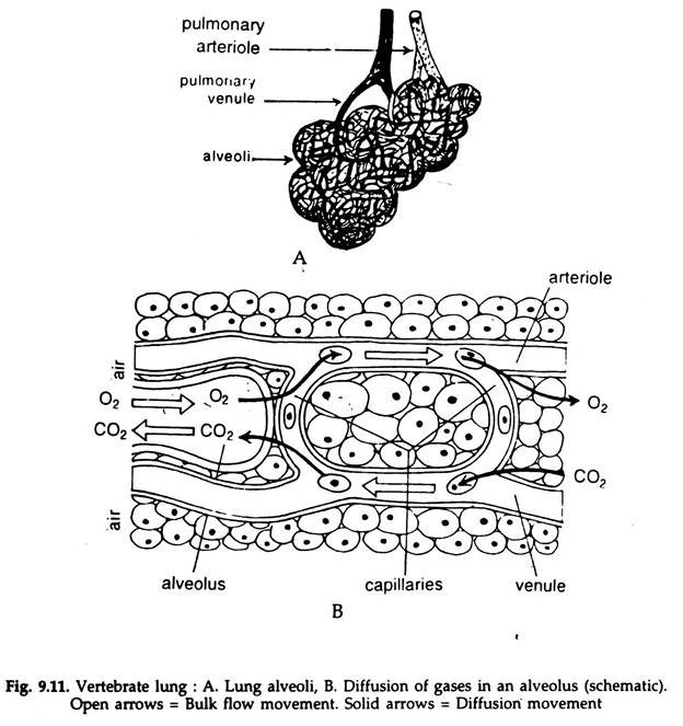 Vertebrate Lung 