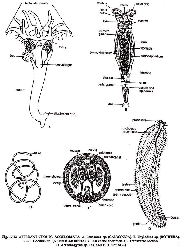 ABERRANT GROUPS ACOELOMATA