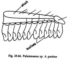 Palamnaeus sp. Pectine
