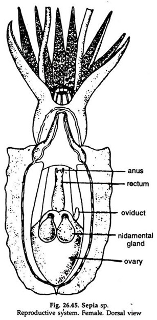 Sepia sp. Reproductive System Female