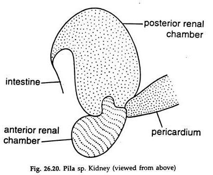 Pila sp. Kidney
