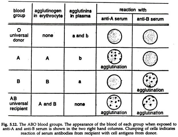 ABO Blood Groups