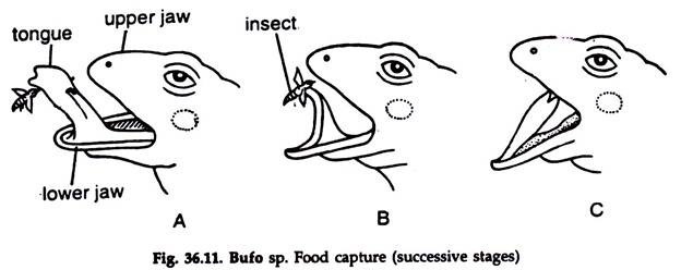 Bufo sp. Food Capture. 