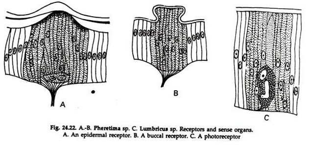 Pheretima sp.