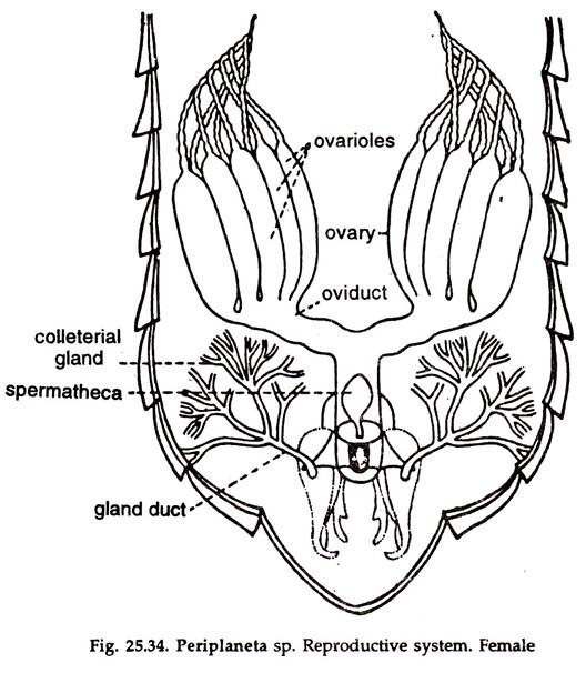 Periplaneta sp. Reproductive System Female