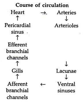 Course of Circulation