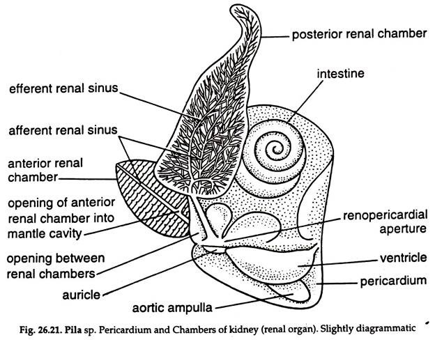 Pila sp. Pericardium and Chambers of Kidney