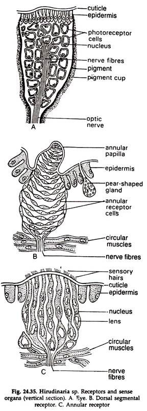 Hirudinaria sp. Receptors and Sens Organs