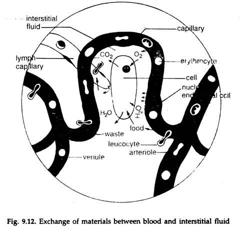 Exchange of Materials between Blood and Interstitial Fluid