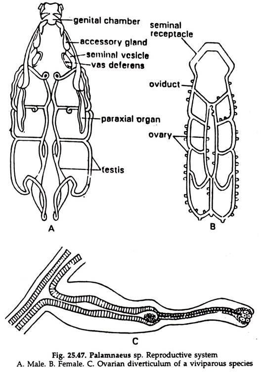 Palamnaeus sp. Reproductive System