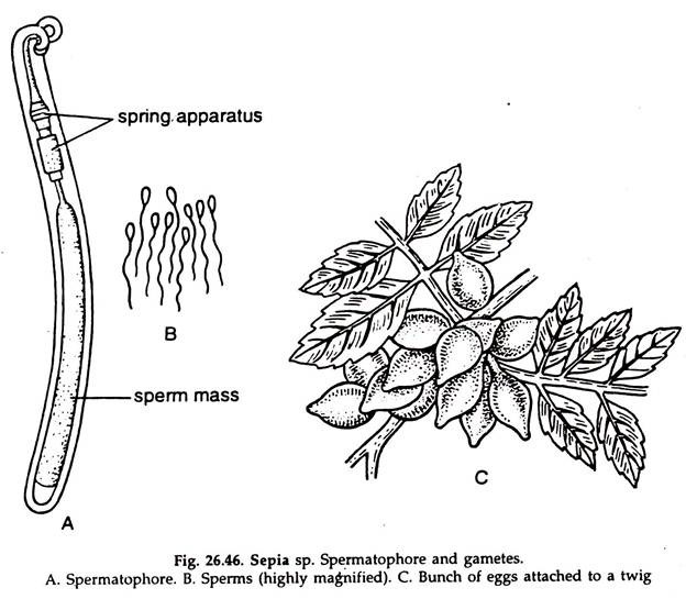 Sepia sp. Spermatophore and Gametes