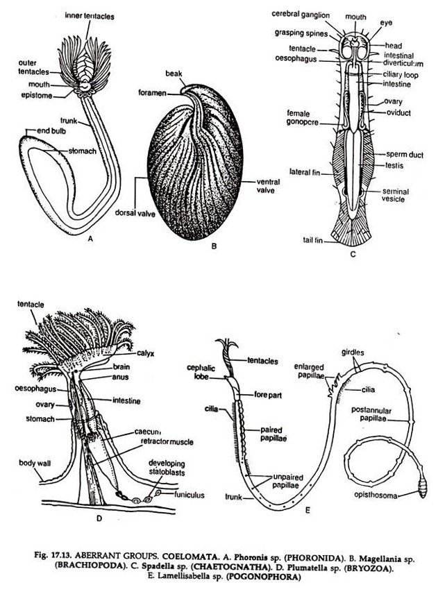 ABERRANT GROUPS COELOMATA