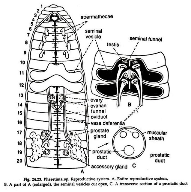 Pheretima sp. Reproductive System