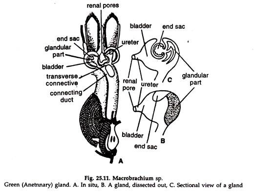 Macrobrachium sp. Green Gland